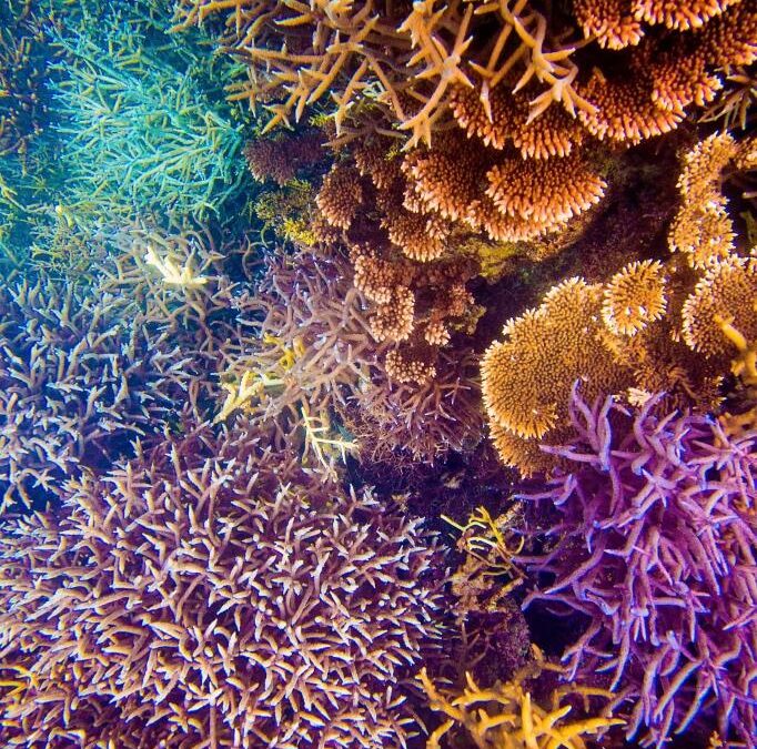 CRUISING THE ABROLHOS ISLANDS